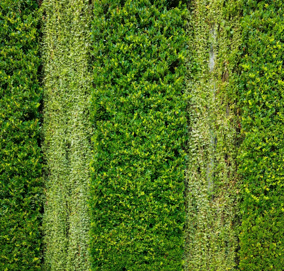 a row of green plants growing on the side of a building